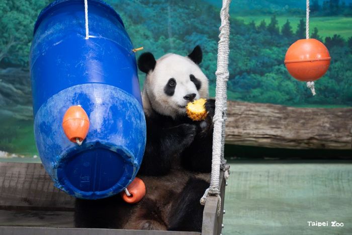 圓寶6歲生日變身太空熊，歡樂探索星球大餐迎接夏日新旅程